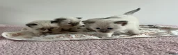Ragdoll cats for sale: Beautiful kittens for sale  - Advert 4