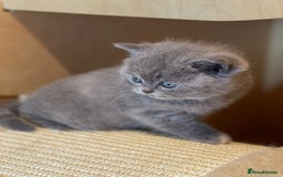 British Shorthair cats for sale: Beautiful British Shorthair Kittens – ReadyOctober - Image 4