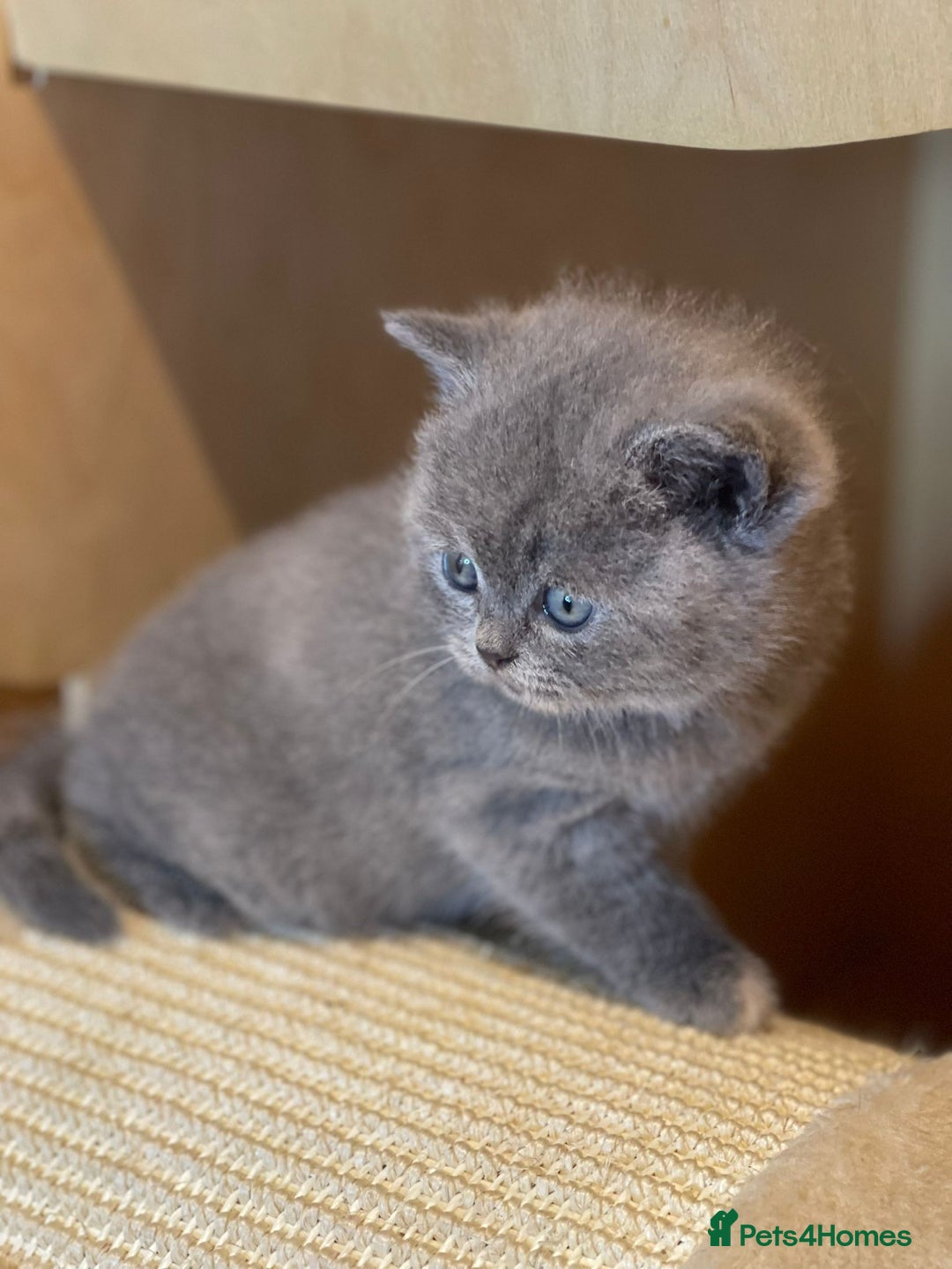 British Shorthair cats for sale: Beautiful British Shorthair Kittens – ReadyOctober - Image 4