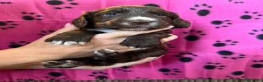 Light pink collar