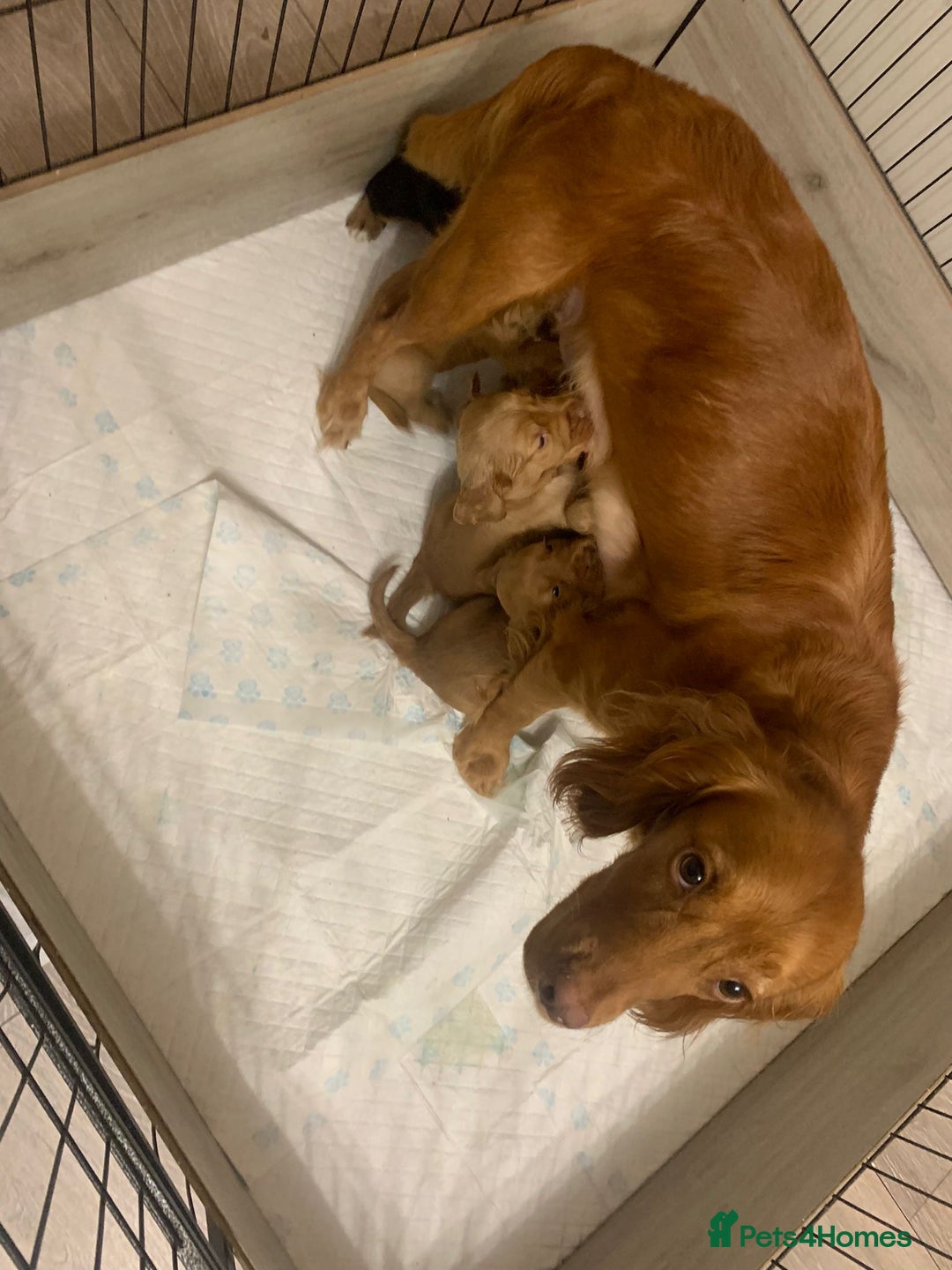 Cocker Spaniel dogs for sale: Working Cocker Spaniel puppies - Image 3