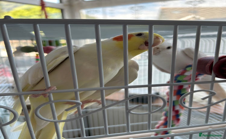 Cockatiels birds - Advert 1