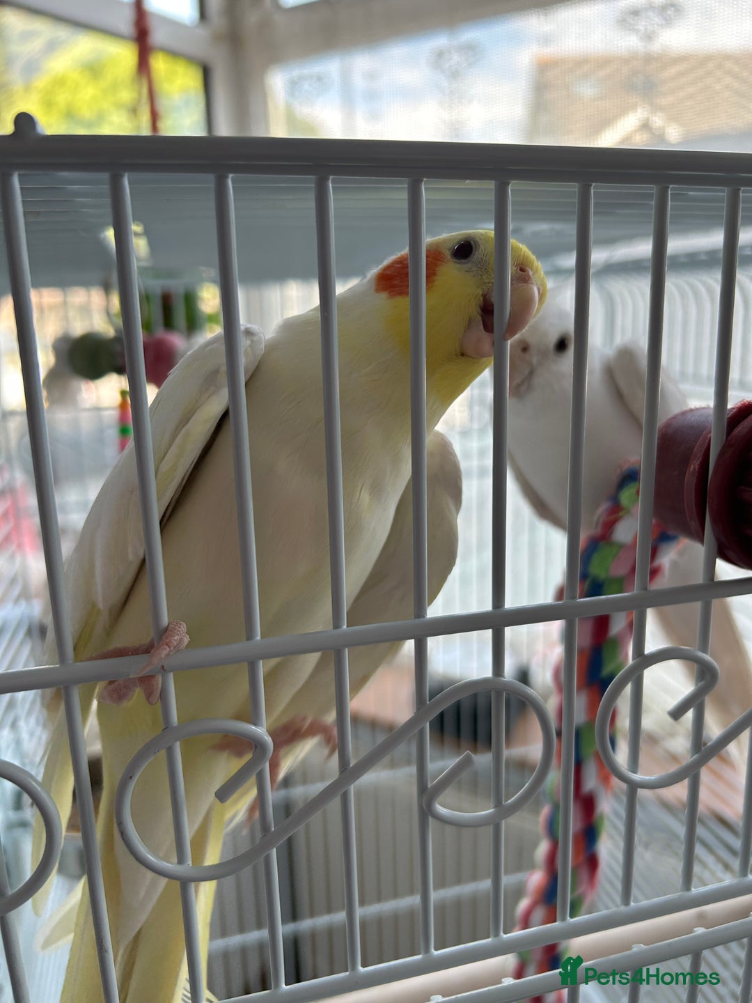 Cockatiels birds for sale: Ozzy and chip looking for a nice home - Image 1