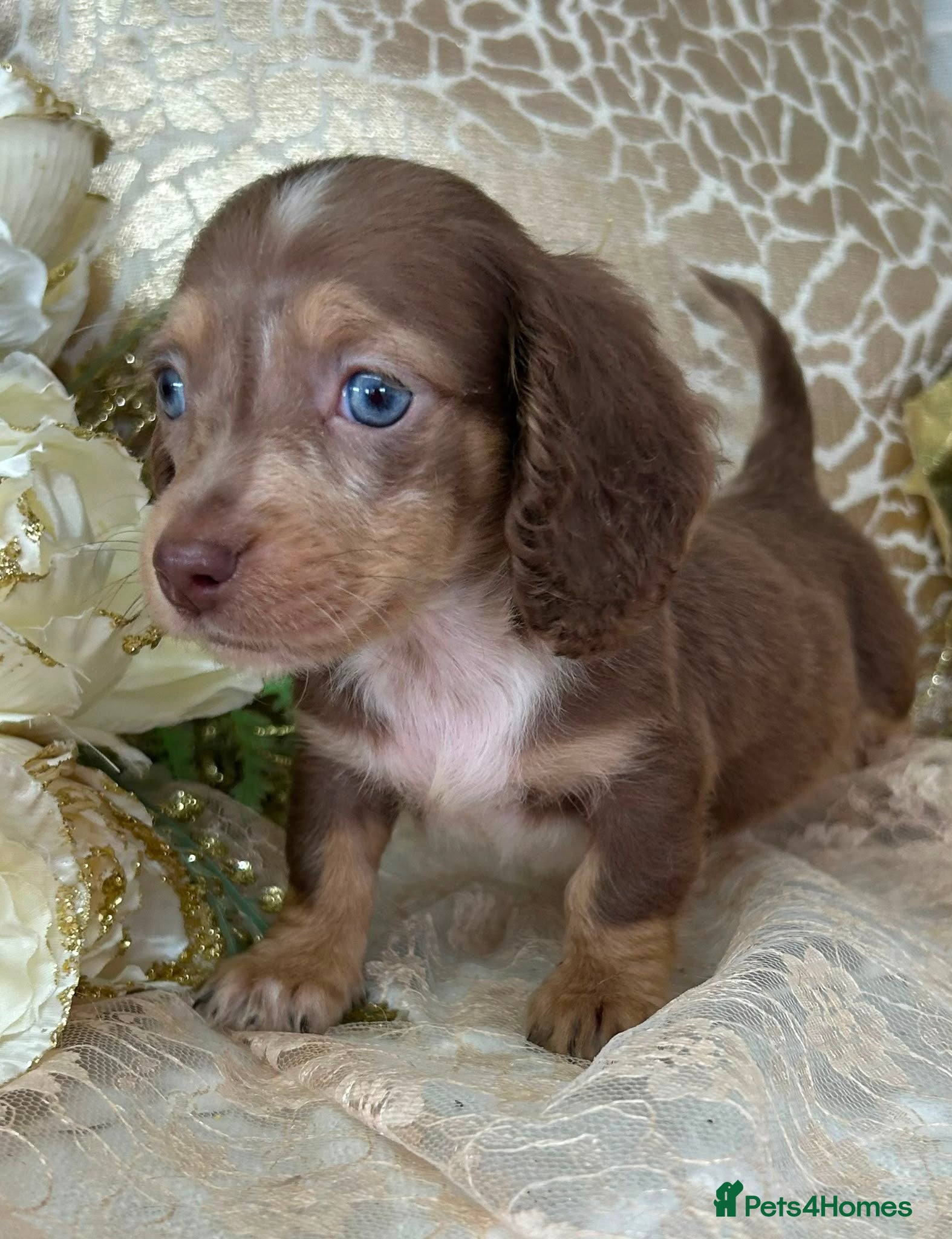 Miniature Dachshund dogs KC Long Coat Miniature Dachshund Puppies - Advert 2
