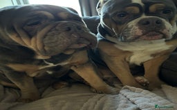 Mixed Breed dogs for sale: Bulldog x Neo Mastiffs  - Image 2