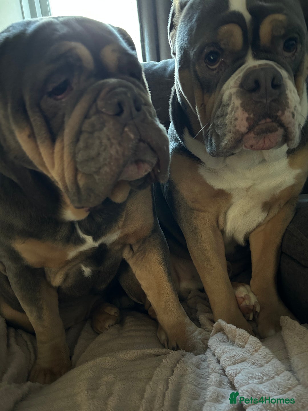 Mixed Breed dogs for sale: Bulldog x Neo Mastiffs  - Image 2