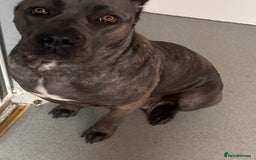 Cane Corso dogs for sale: 2 beautiful cane corso  - Advert 3