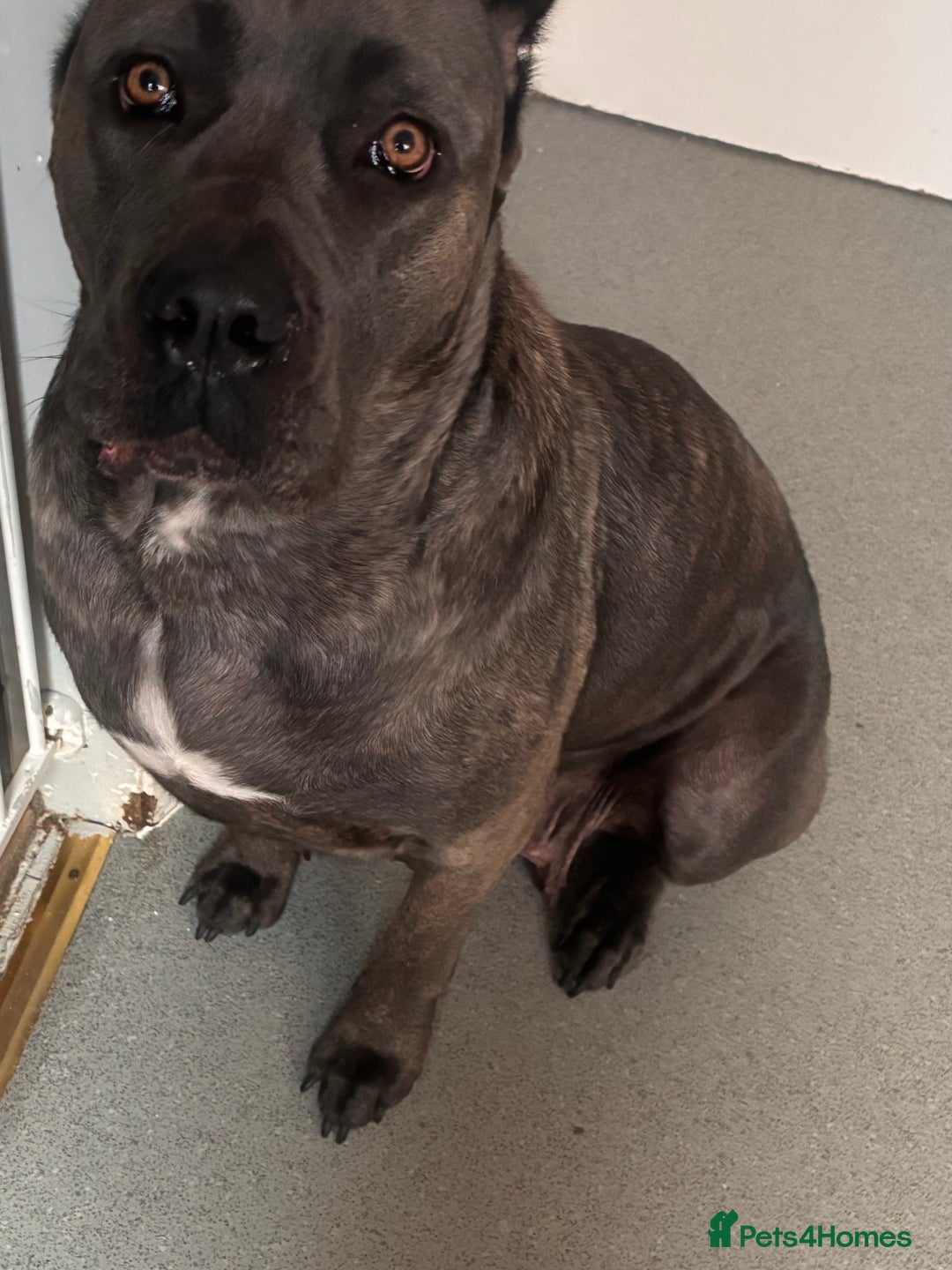 Cane Corso dogs for sale: 2 beautiful cane corso  - Advert 3