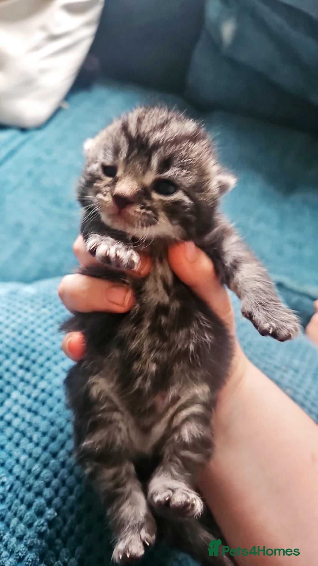 Domestic Shorthair cats for sale: Tabby and white kitten - Advert 4