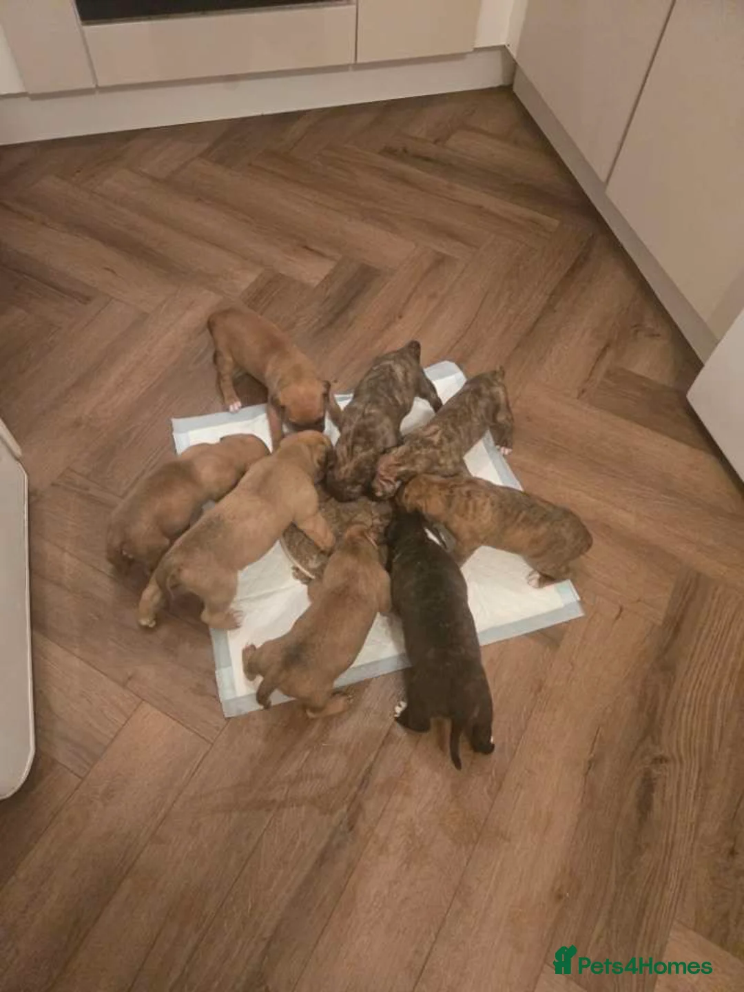 Mixed Breed dogs for sale: Staffy cross puppy's for sale - Advert 2