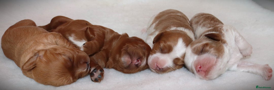 Cavapoo dogs for sale: 🌟Rare F1b Reverse Cavapoo(3/4 Cavalier1/4 Poodle) - Image 6