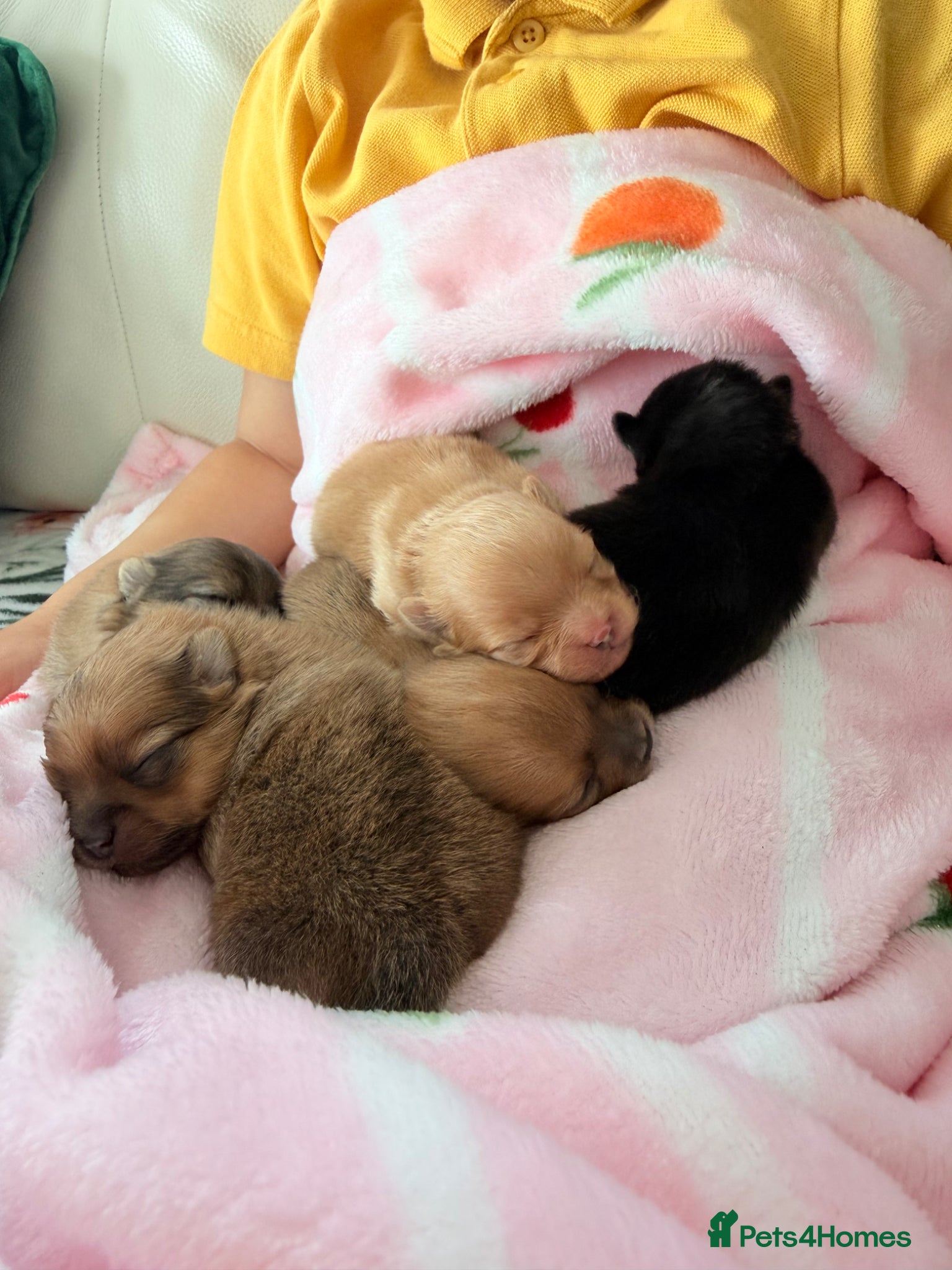 Pomeranian dogs 🫶🏽 5 BEAUTIFUL POMERANIAN PUPPIES 🫶🏽   - Advert 2