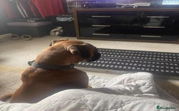 Boxer dogs for sale: Male boxer  - Image 2