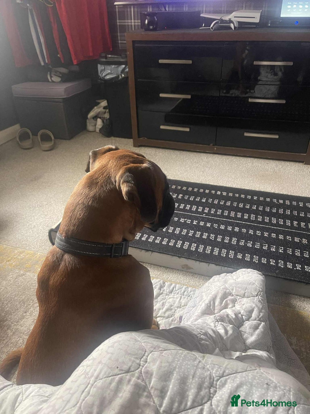 Boxer dogs for sale: Male boxer  - Image 2