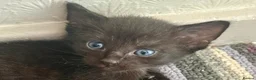 Mixed Breed cats for sale: Beautiful Litter of Playful Kittens, Siamese Cross - Advert 18