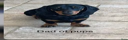 Jackshund dogs for sale: Jackshund puppy for sale  - Advert 13
