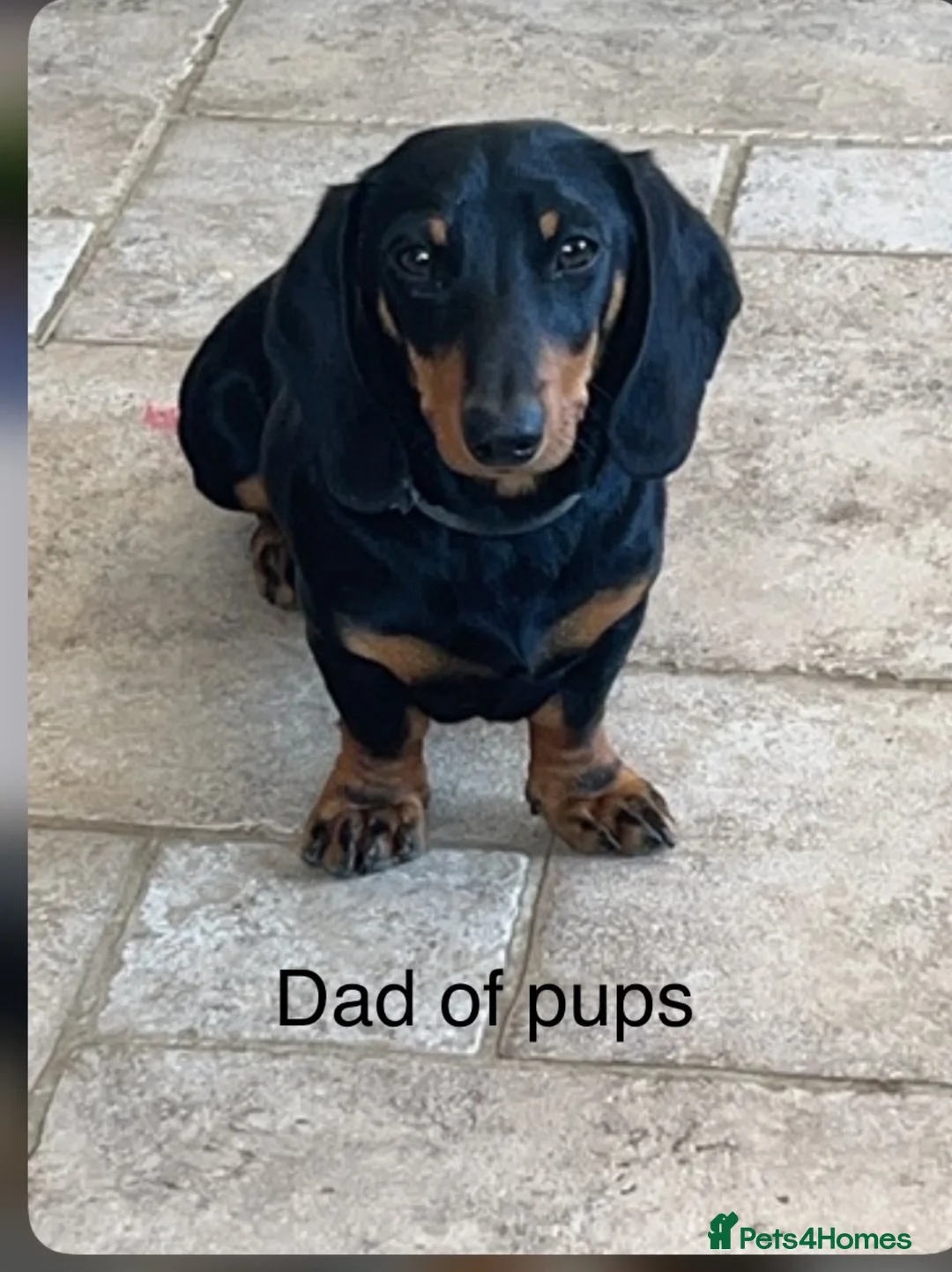 Jackshund dogs for sale: Jackshund puppy for sale  - Advert 13