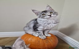 Maine Coon cats for sale: Pure maine coon - Image 14