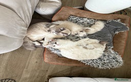 Ragdoll cats for sale: ✨🐾 Beautiful Ragdoll Kittens ✨🐾 - Image 9