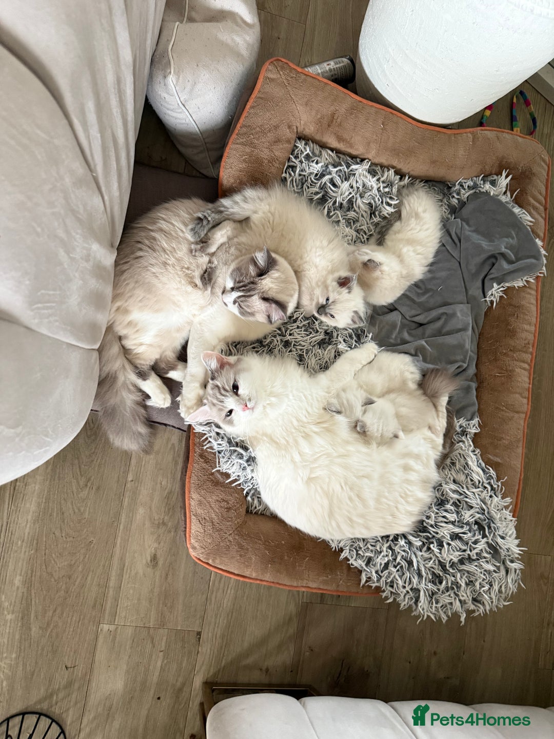 Ragdoll cats for sale: ✨🐾 Beautiful Ragdoll Kittens ✨🐾 - Image 9