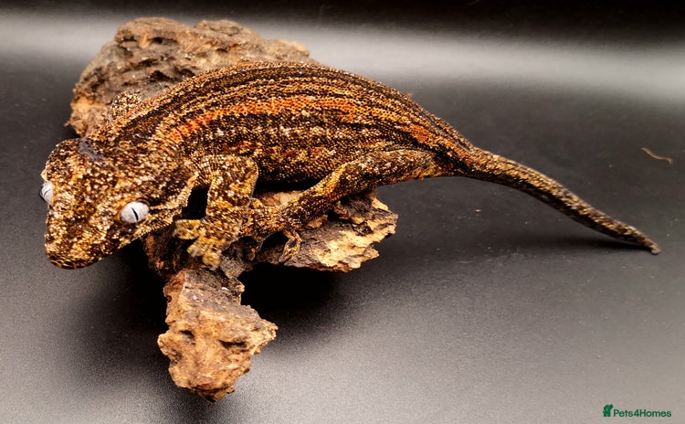 Gecko reptiles - Advert 1