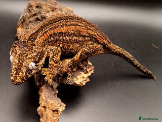 Gecko reptiles - Advert 13