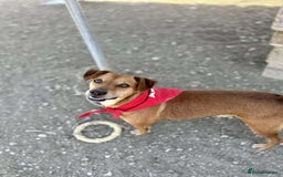 Mixed Breed dogs for adoption: Mickey – The Sweetest Small Shadow Companion - Advert 19