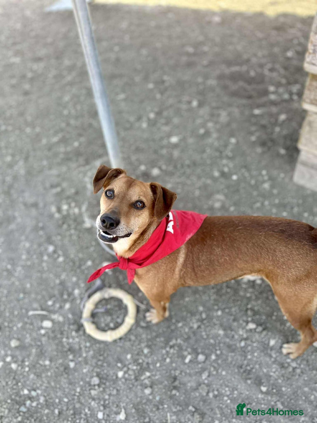 Mixed Breed dogs for adoption: Mickey – The Sweetest Small Shadow Companion - Advert 19