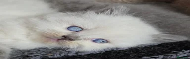 British Shorthair 1