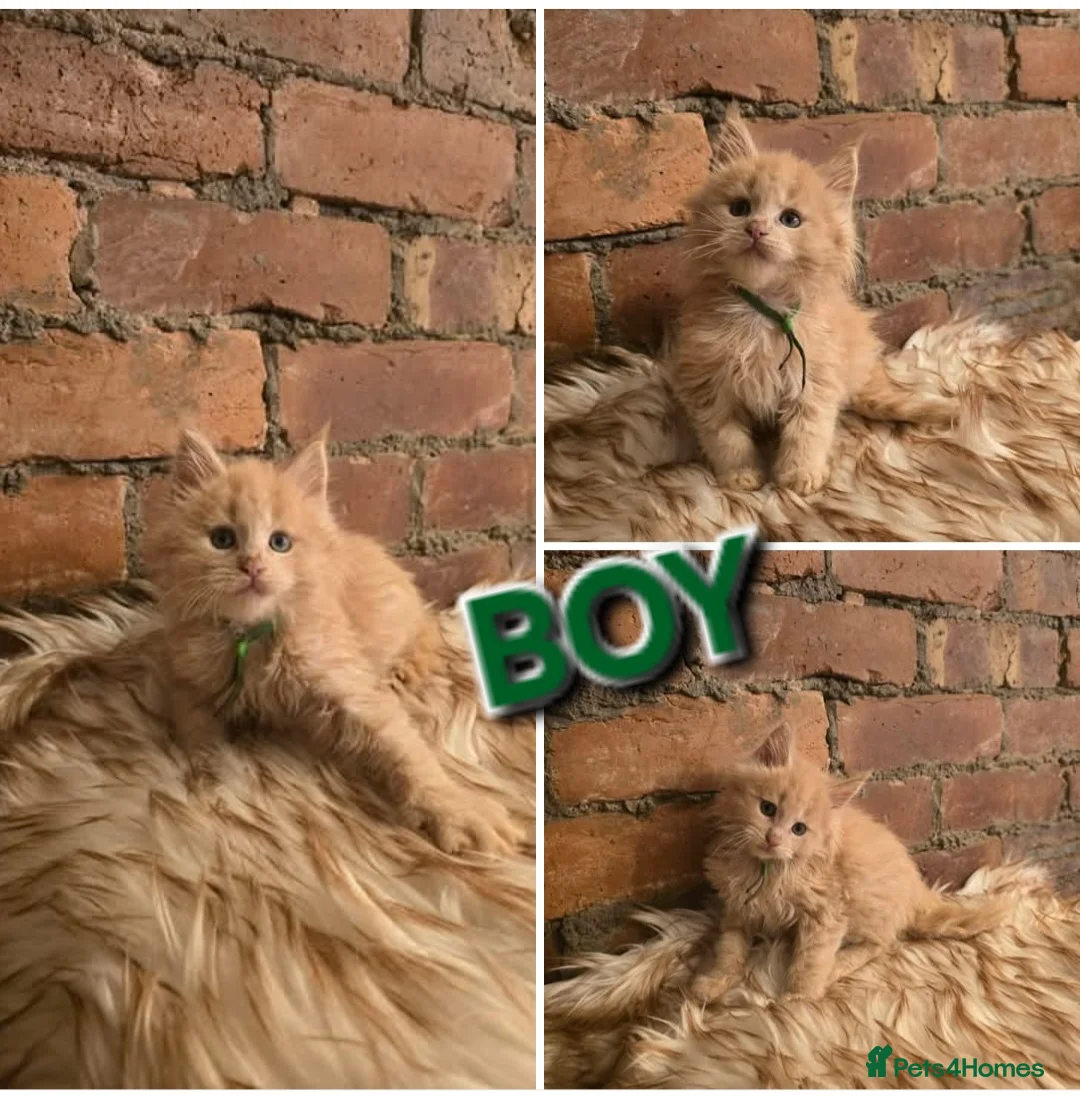 Maine Coon cats for sale: 5x Boys Maine Coon TICA Registered  - Advert 4