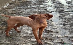 Hungarian Vizsla dogs for sale: Kc Hungarian vizsla  - Image 2
