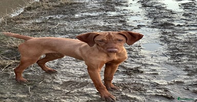 Hungarian Vizsla dogs - Advert 6