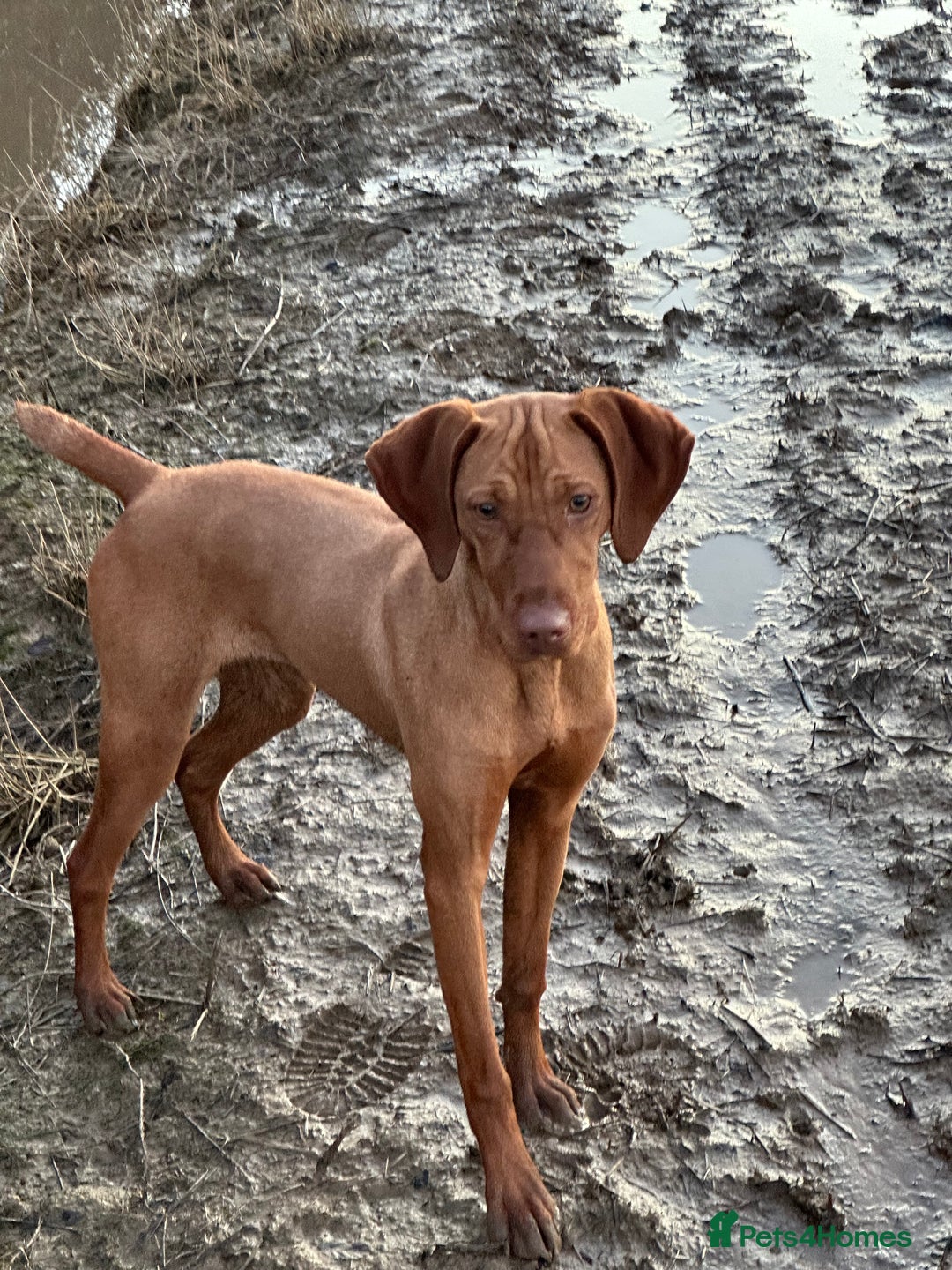 Hungarian Vizsla dogs for sale: Kc Hungarian vizsla  - Image 2