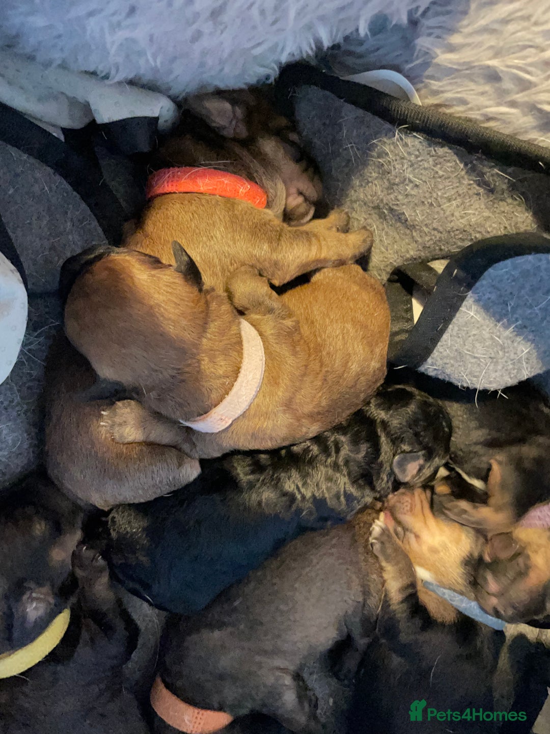 Mixed Breed dogs for sale: Cavapoo/Jack Russell puppies - Image 11
