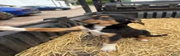 Mixed Breed dogs for sale: Beautiful Huntaway X Collie Pups in Brecon - Advert 21