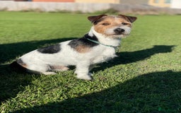 Jack Russell dogs for stud: Jack Russell for Stud in Ipswich - Image 1