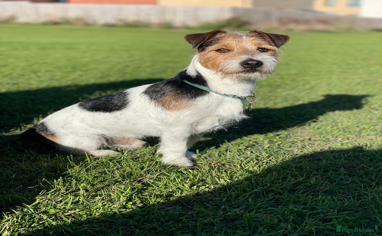 Jack Russell dogs in Ipswich - Advert 7