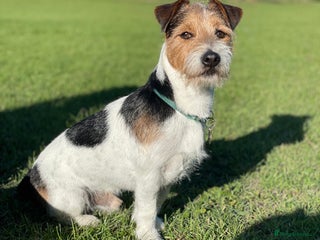 Jack Russell dogs in Ipswich - Advert 32