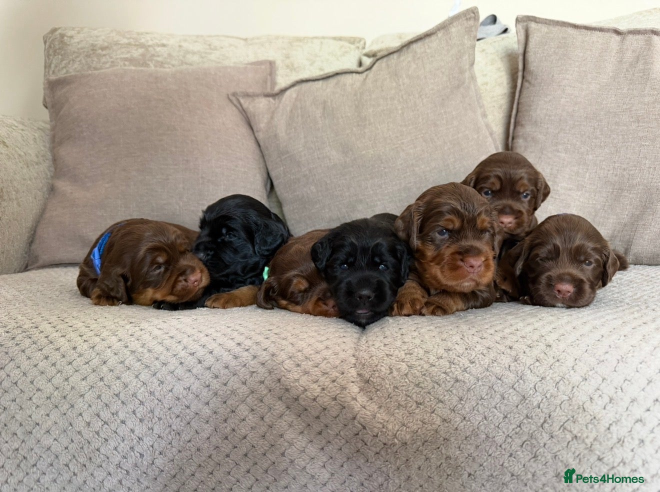 Sprocker dogs Beautiful Sprocker puppies  - Advert 17