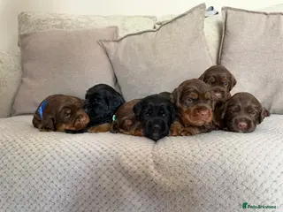 Sprocker dogs Beautiful Sprocker puppies - Advert 17