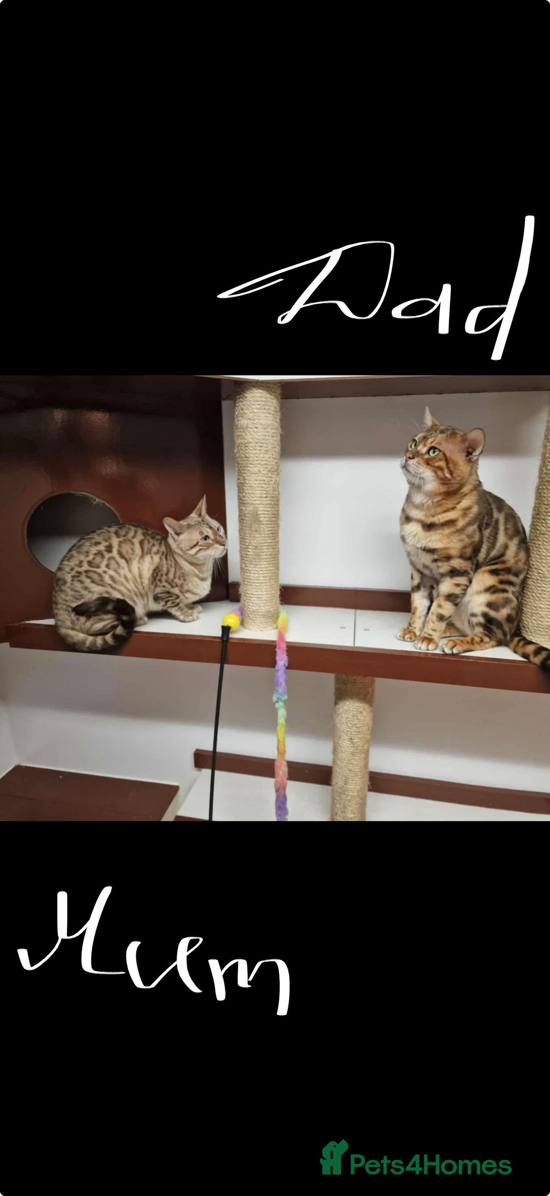 Bengal cats for sale: Pure Bengal Kittens, Ready NOW  - Image 19