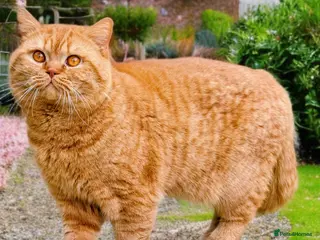 British Shorthair cats for stud: 🐯 European Import Champion Red BSH Boy ,BG-B😺 - Advert 3