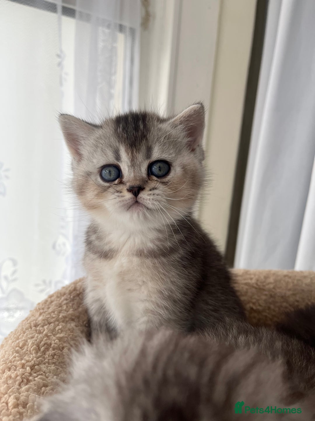 Scottish Fold cats for sale: Adorable Scottish Fold Kittens  - Image 19