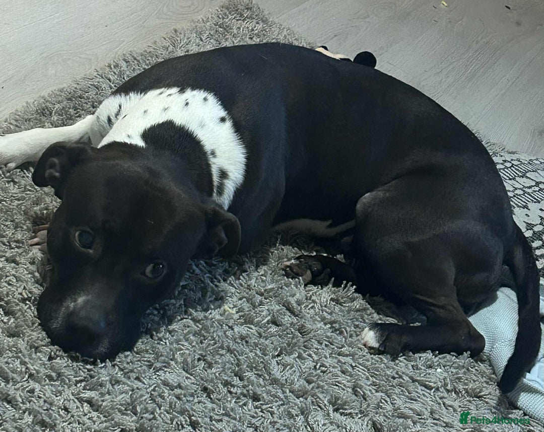 Mixed Breed dogs for sale: Enzo free don’t want any money  - Advert 1