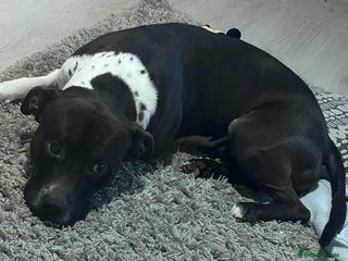 Mixed Breed dogs Enzo - Advert 1