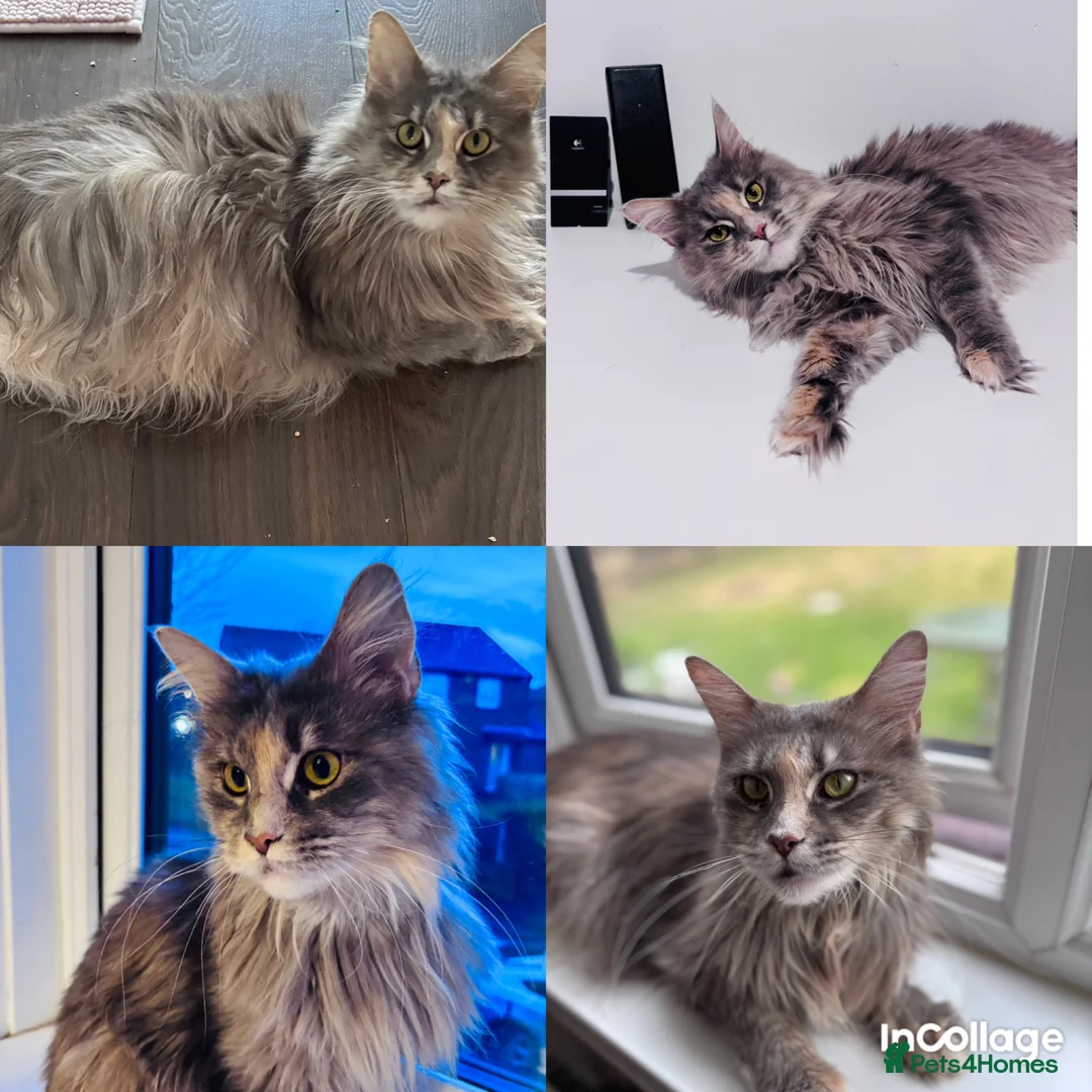 Maine Coon cats for sale: Lovely Maine Coon kittens in rare colours  - Advert 2