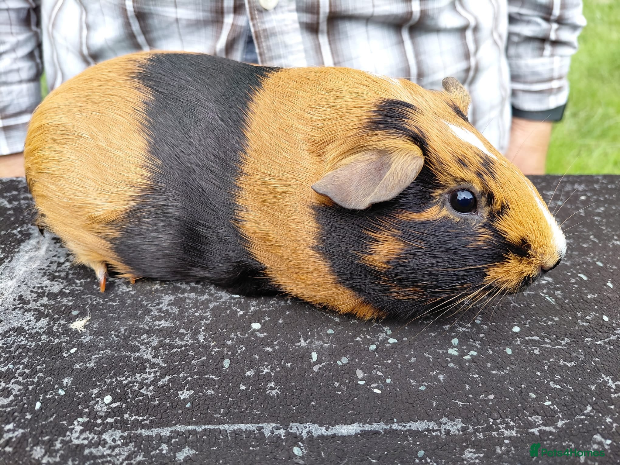 Guinea Pig rodents Pretty female Guinea pigs for sale  - Advert 3