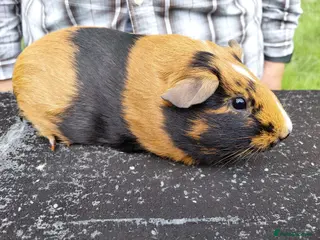 Guinea Pig rodents Pretty female Guinea pigs for sale - Advert 3
