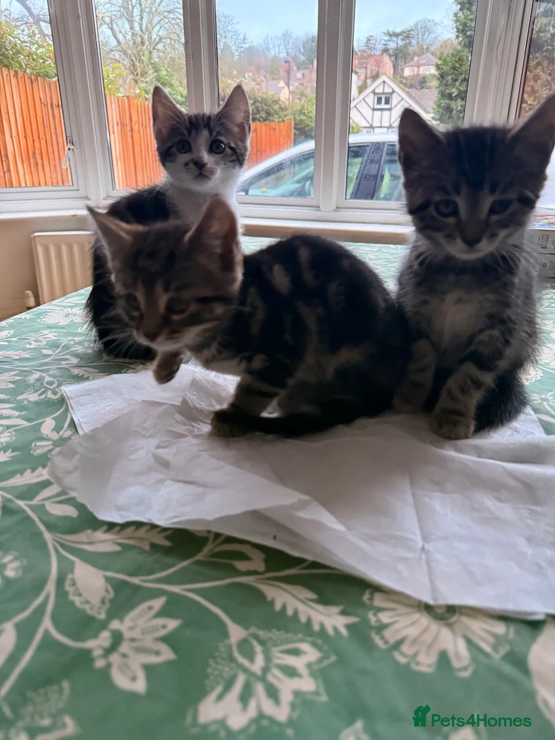 British Longhair cats for sale: Four adorable kittens! - Advert 3