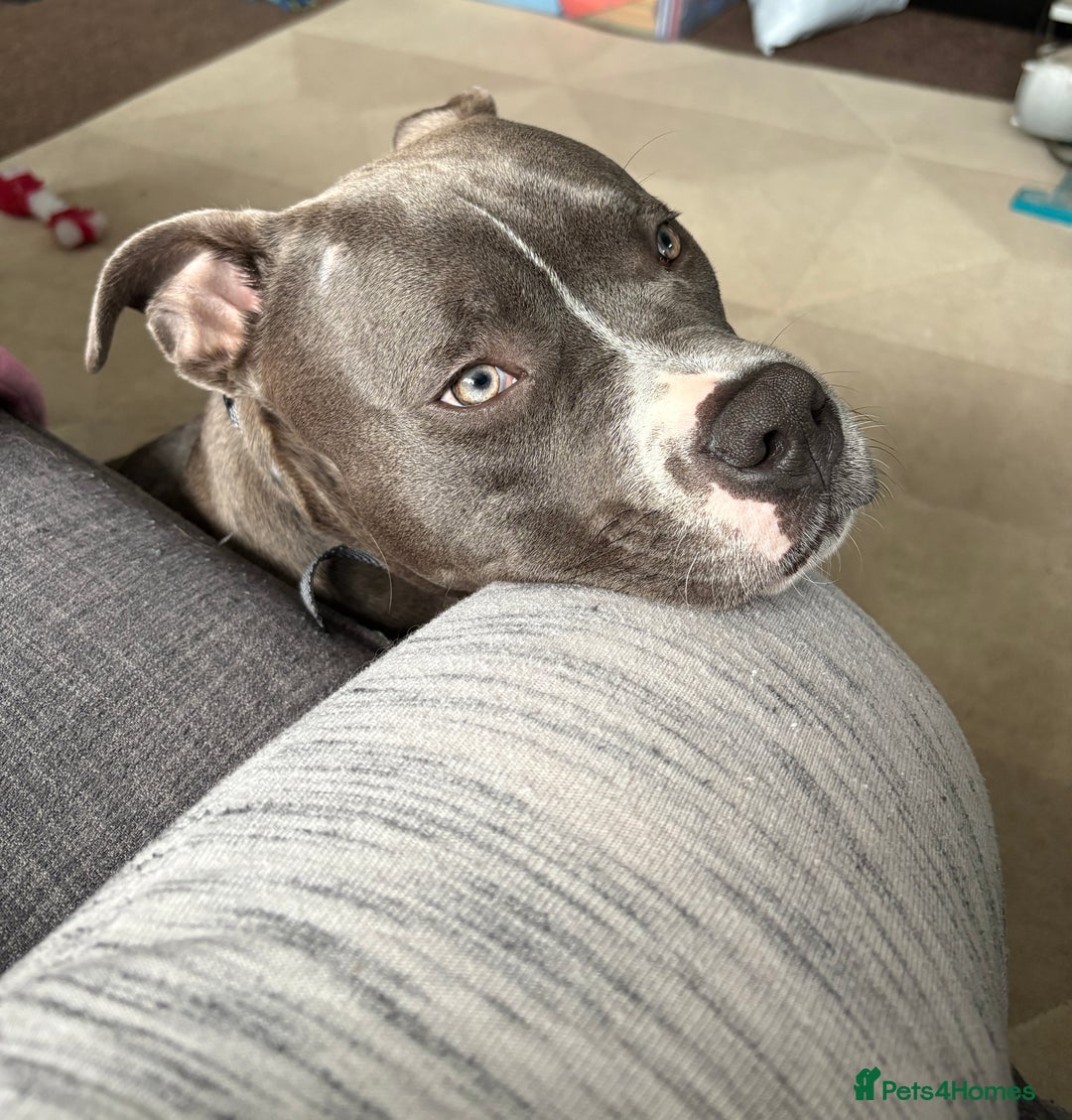 American Bully dogs for sale: Pocket Bully - Image 1